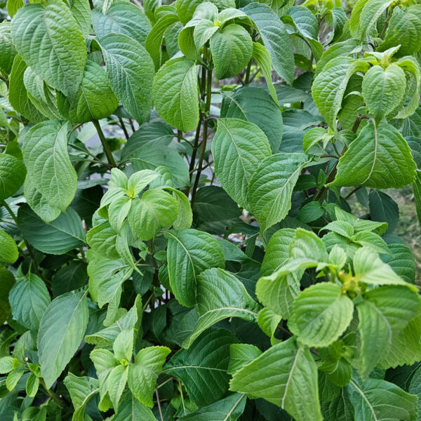 Scentleaf ( Ocimum gratissimum)