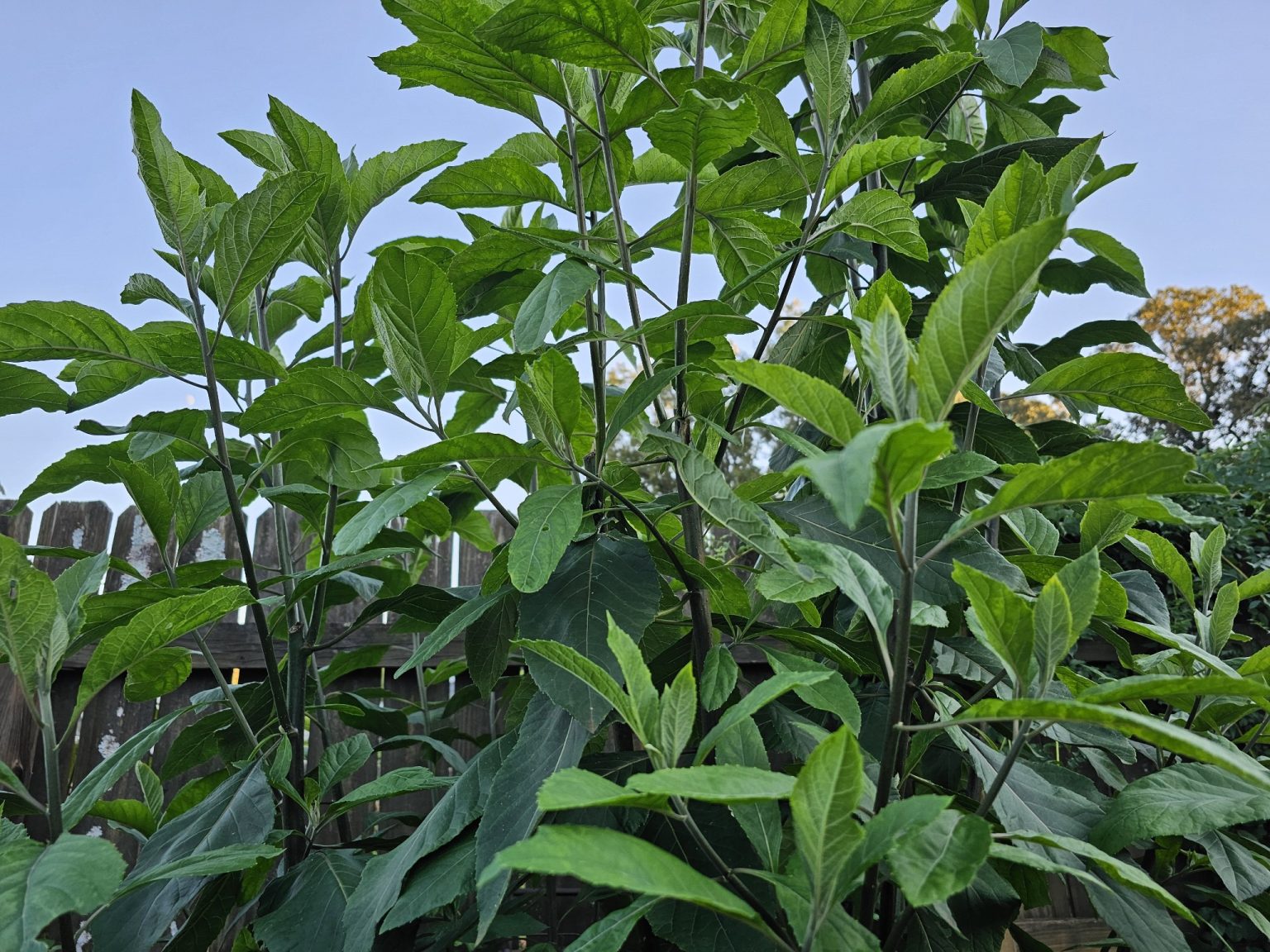 Bitterleaf