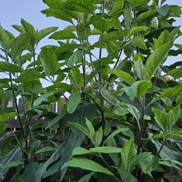 Bitterleaf