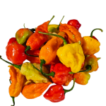 Exotic hot peppers.