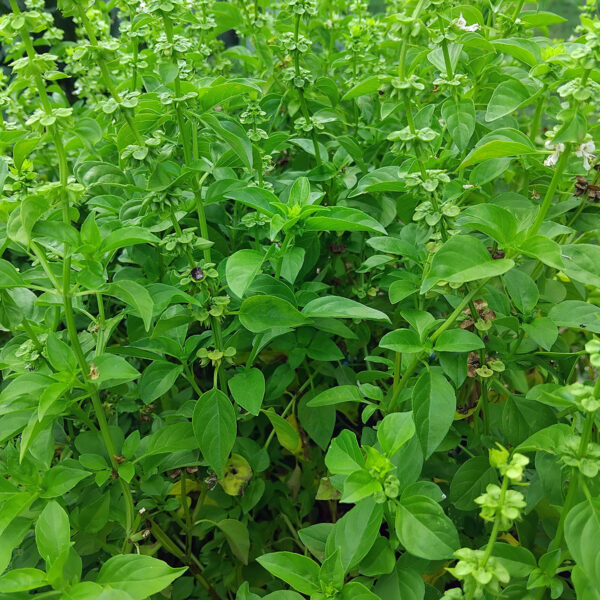Akoko Mesa/ Ghana basil