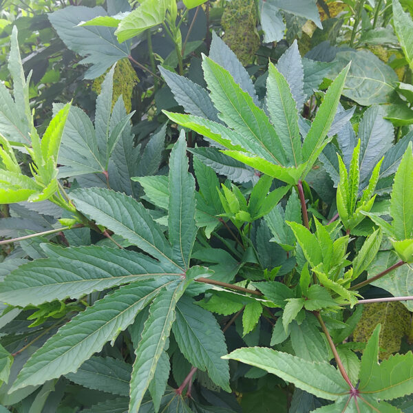 The Sour Leaves
