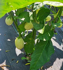 Garden Egg / Eggplant
