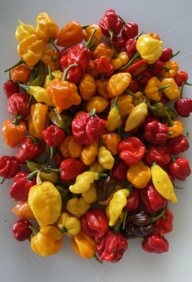 Peppers